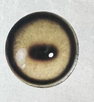 MOUFLON SHEEP EYES #200'S