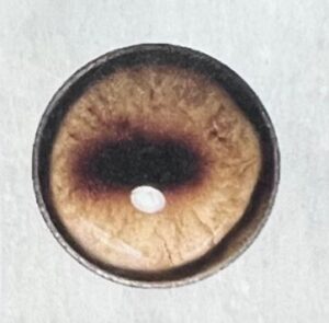 WILDEBEEST EYES #200'S
