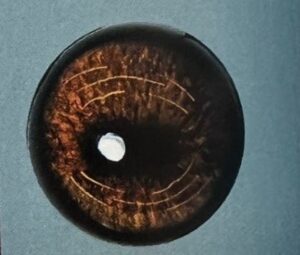 ELK EYES #240