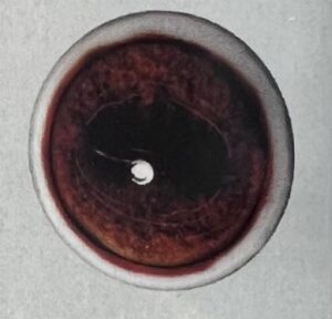 ELK EYES #220W
