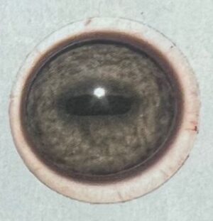 PREROTATED CARIBOU EYES #405PR 34MM