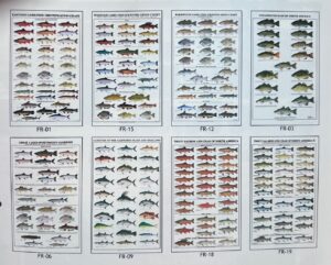 FISH ID CHART POSTERS